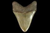 Serrated, Fossil Megalodon Tooth - South Carolina #129449-2